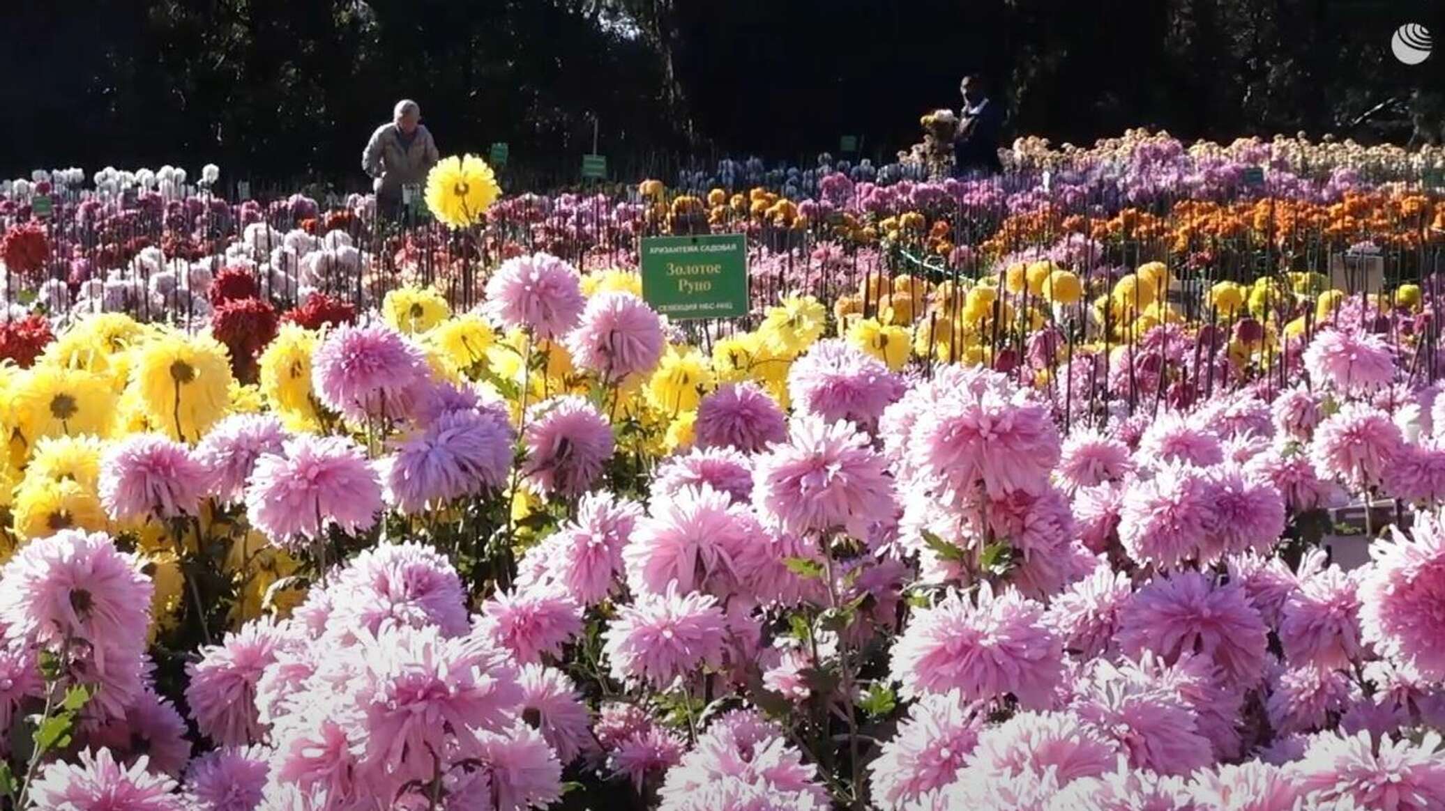Фестиваль хризантем в Никитском Ботаническом саду