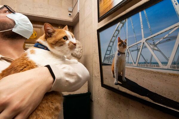 На открытии фотовыставки кота Мостика в Керчи
