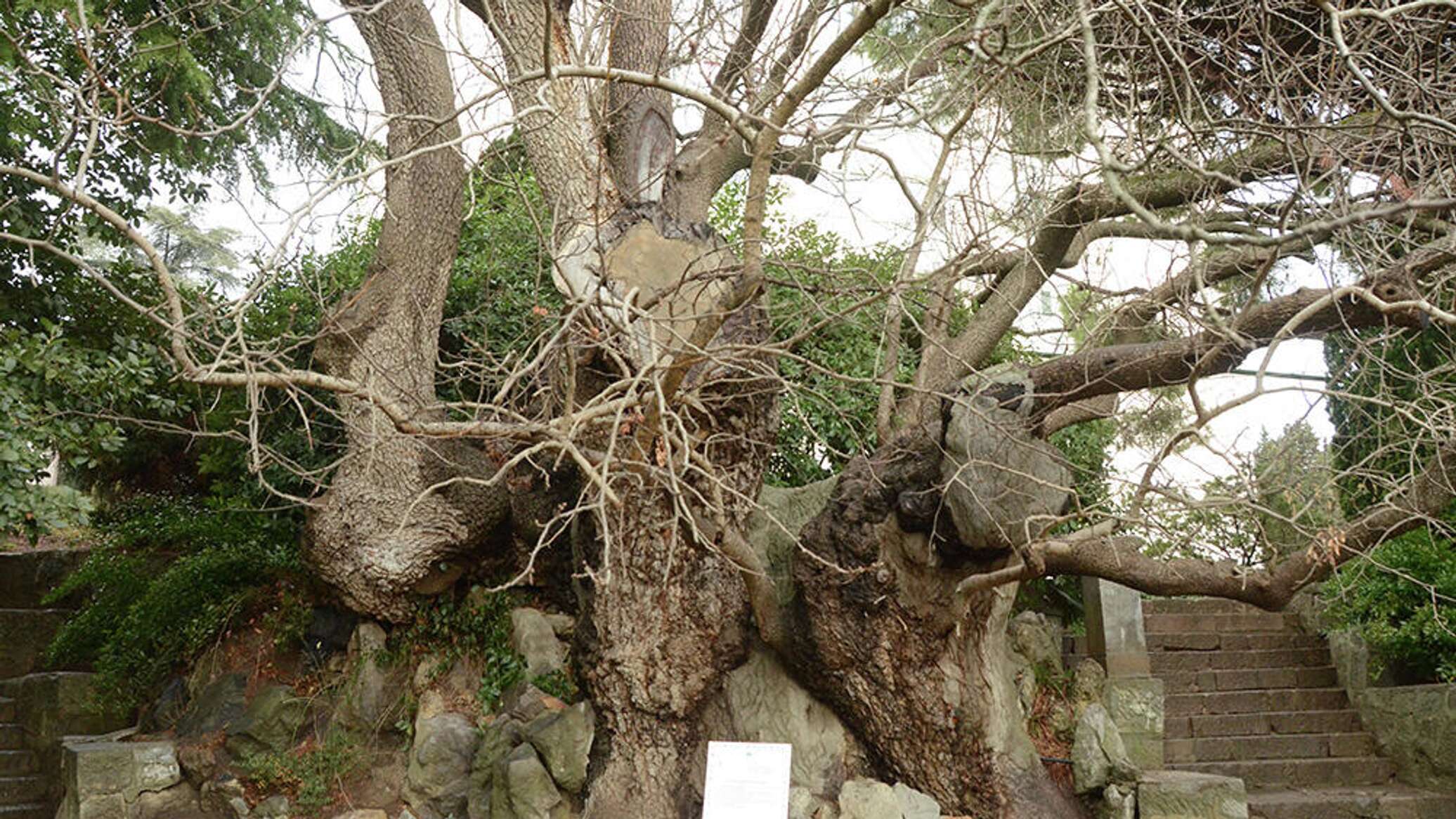 Самое толстое дерево в Крыму