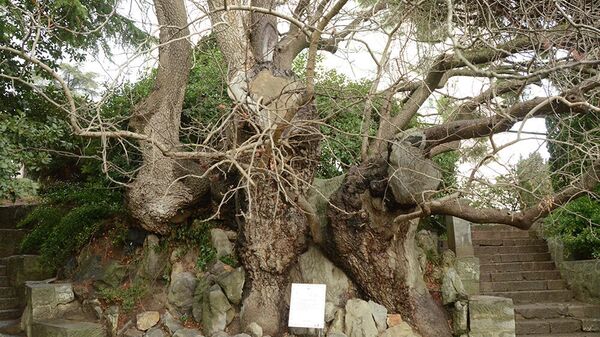 Фисташка в Никитском ботаническом саду возрастом 1000 лет