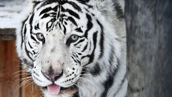 Белый бенгальский тигр по кличке Хан во время показательного кормления в Парке флоры и фауны Роев ручей в Красноярске