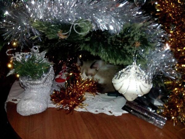 . Котенок Берримор под елкой провел новогоднюю ночь: с хозяйкой и капельницей . Котенок Берримор под елкой провел новогоднюю ночь: с хозяйкой и капельницей