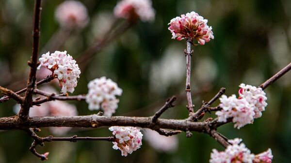 Зимнее цветение в Крыму