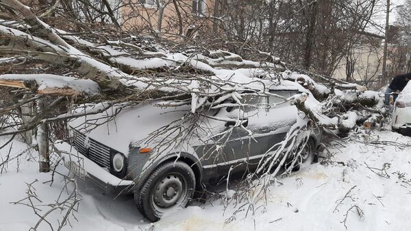В Ставрополе сильный ветер повалил дерево на машину