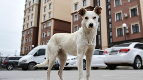Бездомная собака в Симферополе.