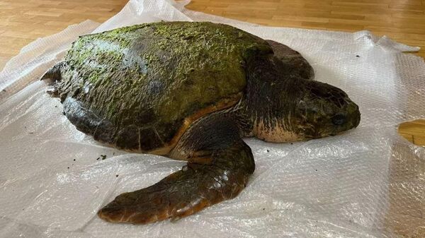 В Анапе на берег выбросило 100-килограммовую средиземноморскую краснокнижную черепаху