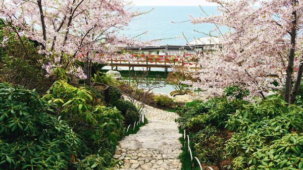 Цветение сакуры в Японском саду Шесть чувств, расположенном на территории курорта Mriya Resort & SPA