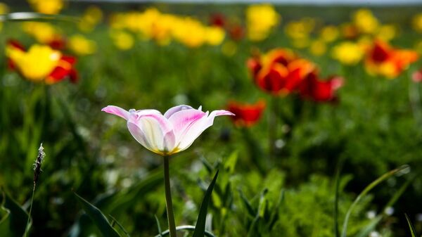 Цветение тюльпанов Шренка в Опукском природном заповеднике