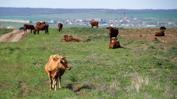 Коровы на пастбище в Крыму