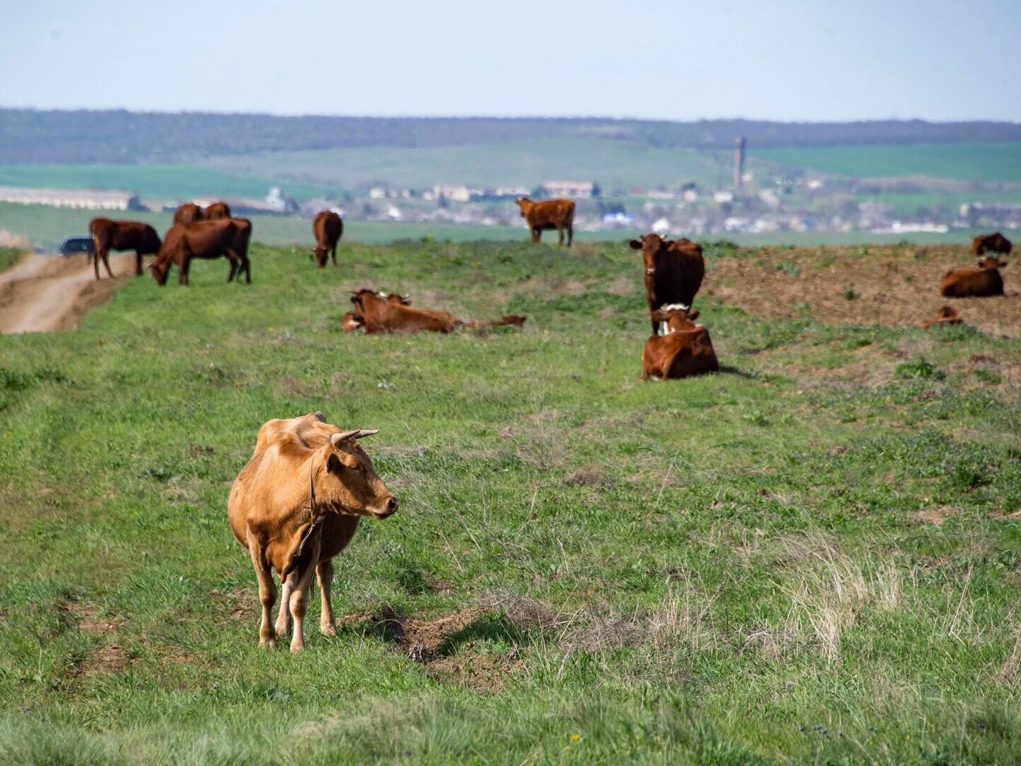 Корова крым. Где пастбище в России.