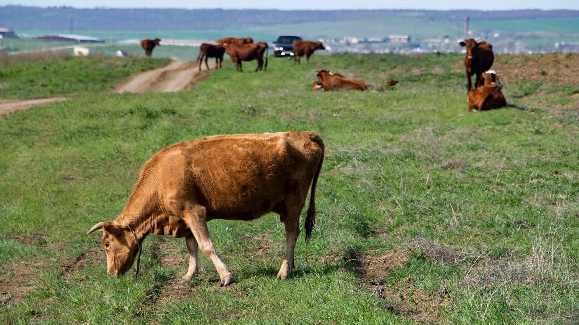 Коровы на пастбище в Крыму - РИА Новости, 1920, 10.04.2023