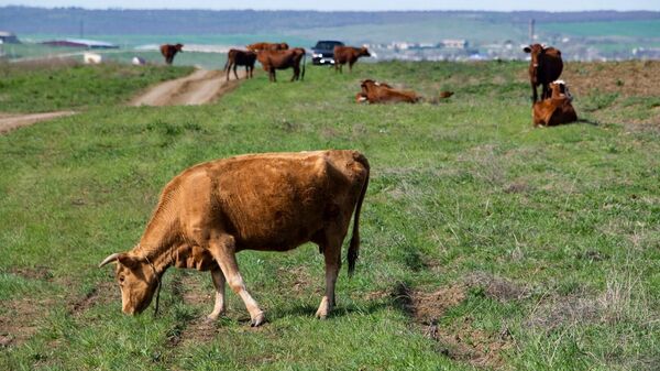 Коровы на пастбище в Крыму
