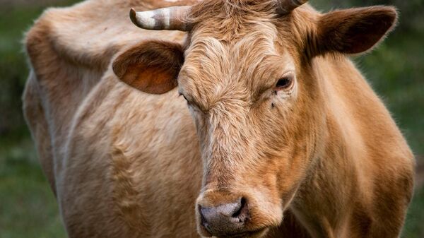 Корова пасётся в окрестностях горы Демерджи в Крыму 