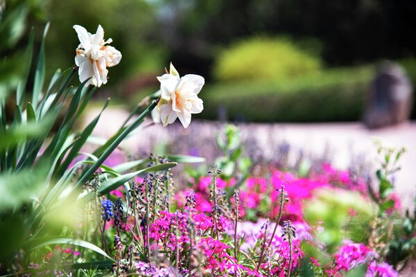 Весеннее цветение в ботаническом саду Крымского федерального университета