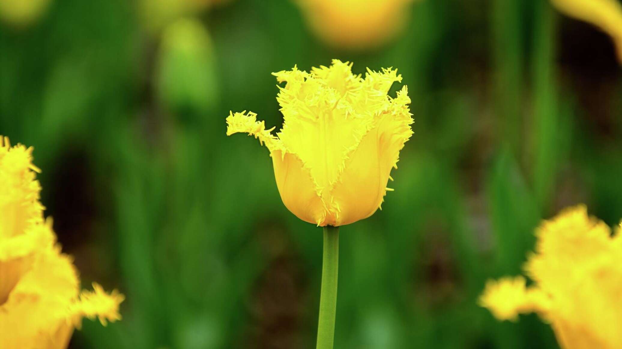 тюльпаны валерий гергиев фото