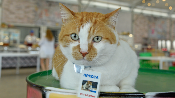 Фотовыставка в арт-кластере Таврида, приуроченная к двухлетию работы кота Мостика в редакции РИА Новости Крым