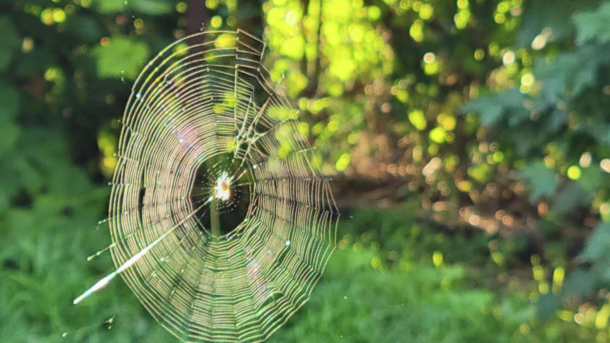 Паутина 2023 отзывы. Паук на паутине. Паутина 2023 отзывы. Энтони старр. Осень паутина.