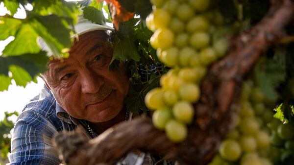  На крымском винодельческом предприятии стартовала уборка самого популярного сорта белого винограда – шардоне