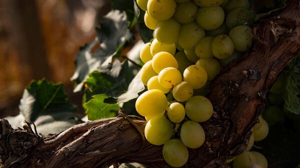 Сбор винограда и производство вина в Крыму