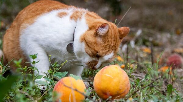 Кот Мостик собирает урожай персиков
