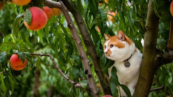 Кот Мостик в персиковом саду