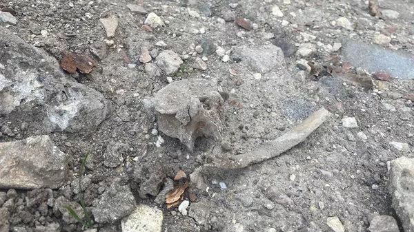 В Симферополе на перекрестке улиц Чехова и Караимской во время земляных работ обнаружили фрагменты человеческих останков