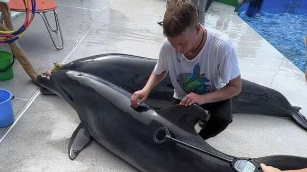 Проверка условий содержания дельфинов в дельфинариях Севастополя