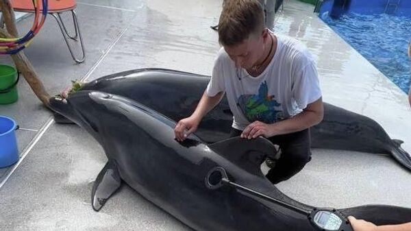 Проверка условий содержания дельфинов в дельфинариях Севастополя