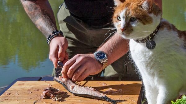 Есть ли котики, которым не нравится рыба?