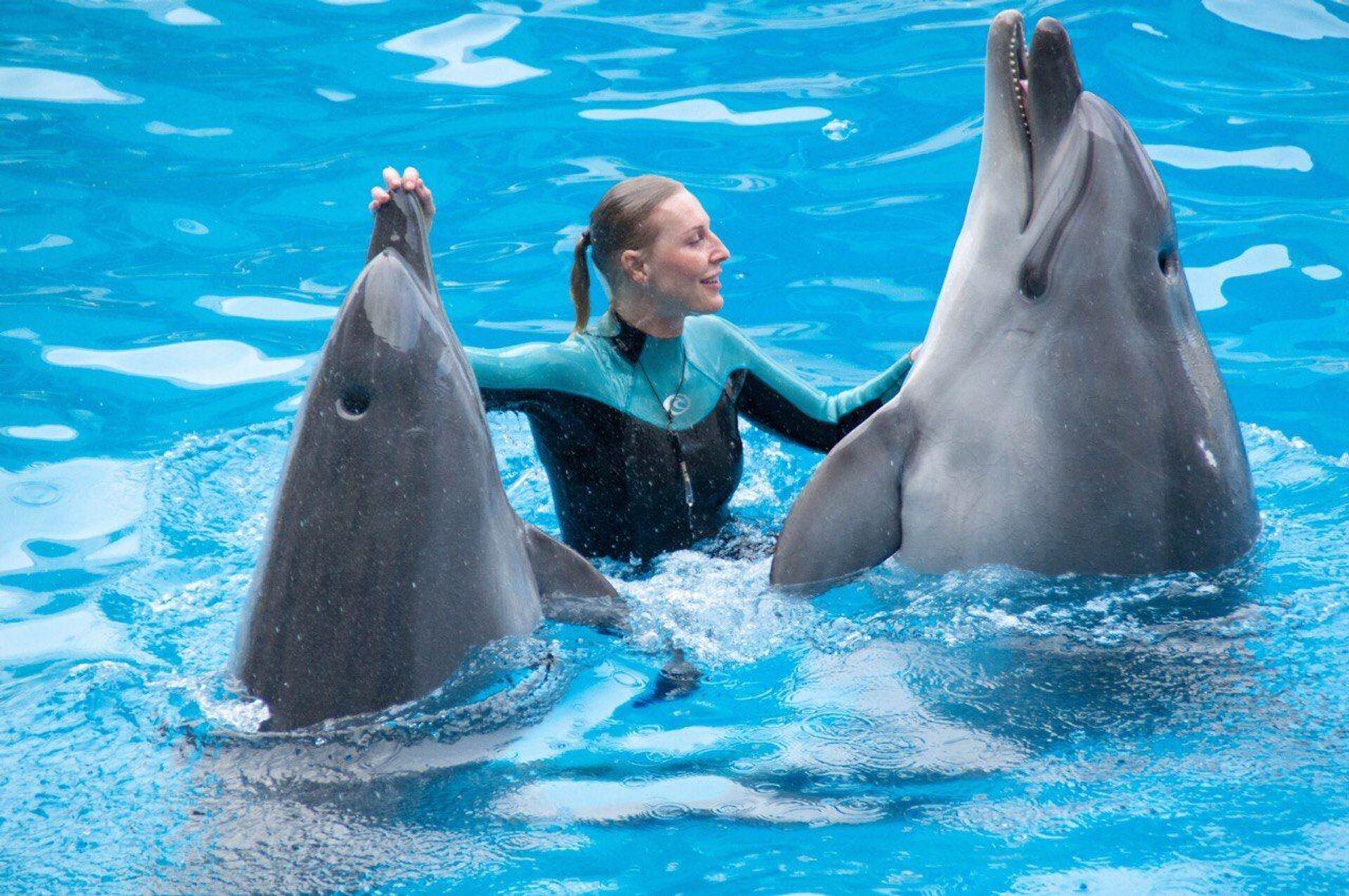 Есть ли дельфин людей. Дельфины в Севастополе. Дельфины в Севастополе выпустили. Дельфины из Севастополя. Четыре дельфина в Севастополе.