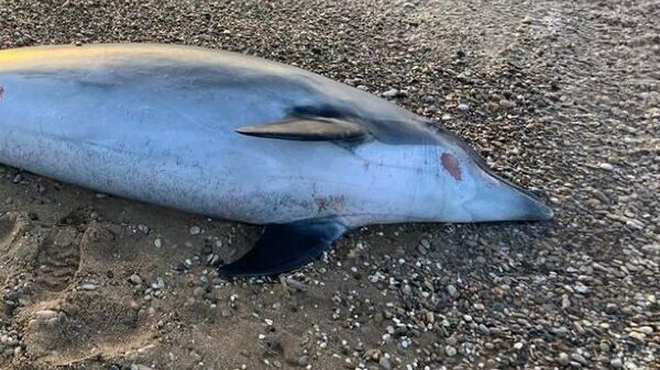 Найден погибший дельфин