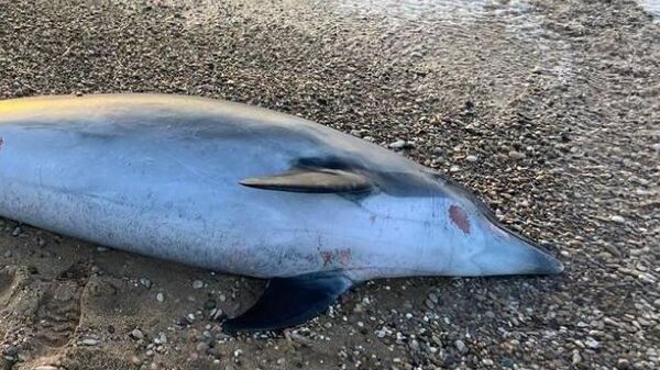 Найден погибший дельфин