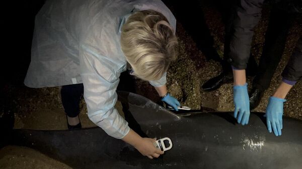 Специалисты севастопольского ветнадзора осматривают мертвого дельфина, найденного на пляже 