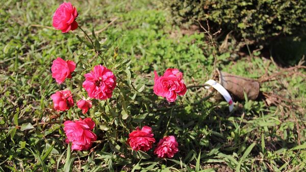 Саженцы более 150 сортов роз привезли в парк Сочи из Крыма