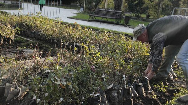 Саженцы более 150 сортов роз привезли в парк Сочи из Крыма