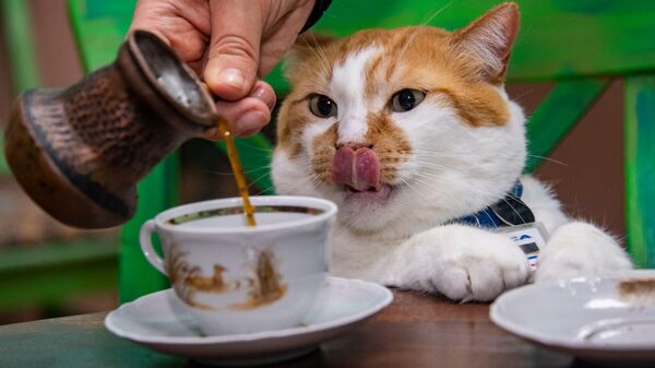 Кот Мостик в кафе караимской кухни
