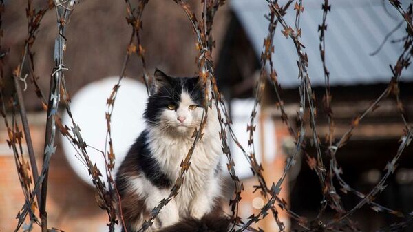 Кот в колючей проволоке в Васильевке Запорожской области