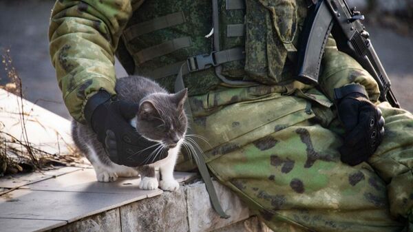 Военный гладит кота в Васильевке Запорожской области