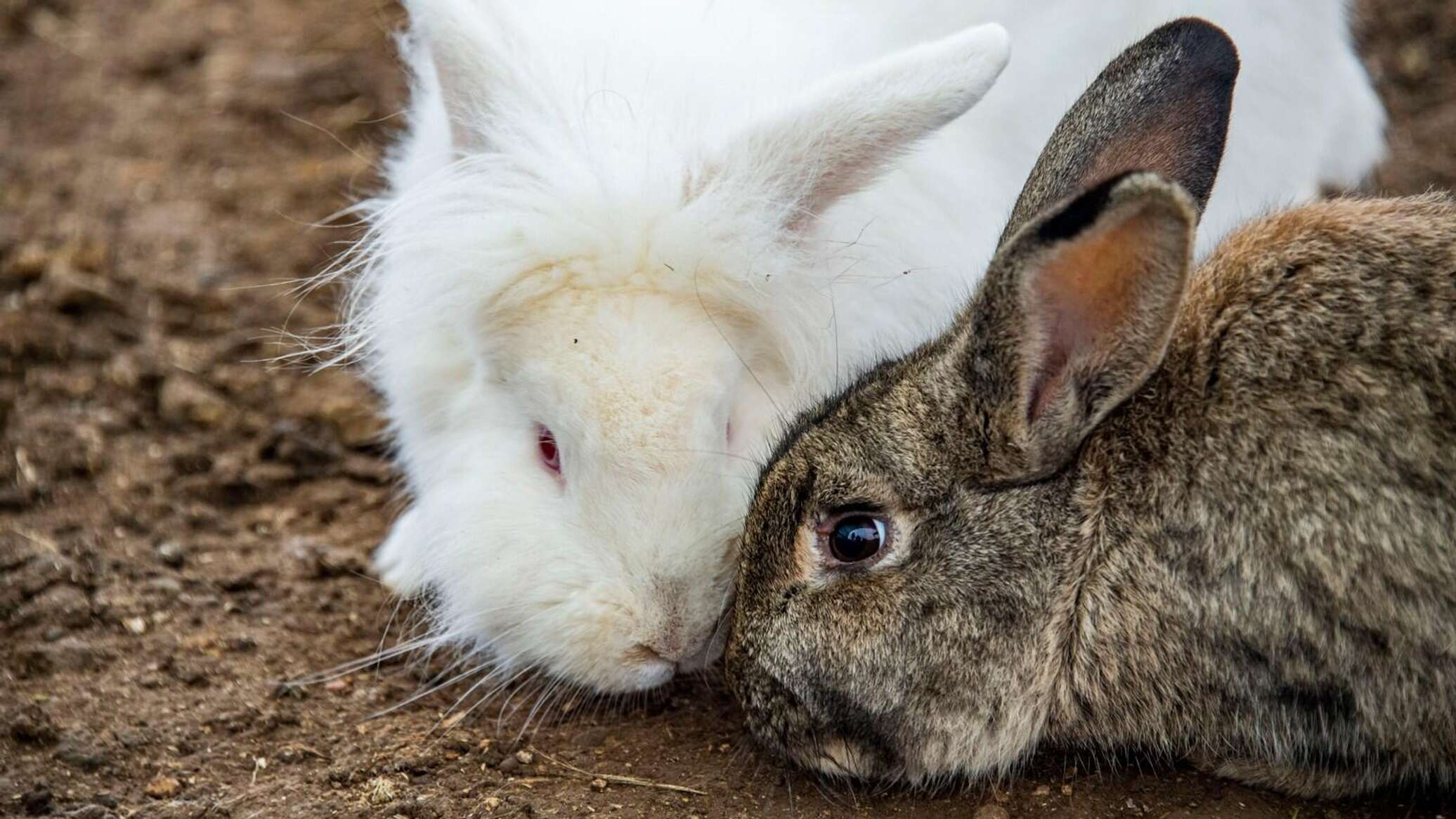 Разные породы кроликов. Фото кроликов разных пород. Гипоаллергенные породы кроликов. Видео где кролик