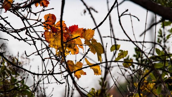 Осенние листья дикого винограда в Крыму