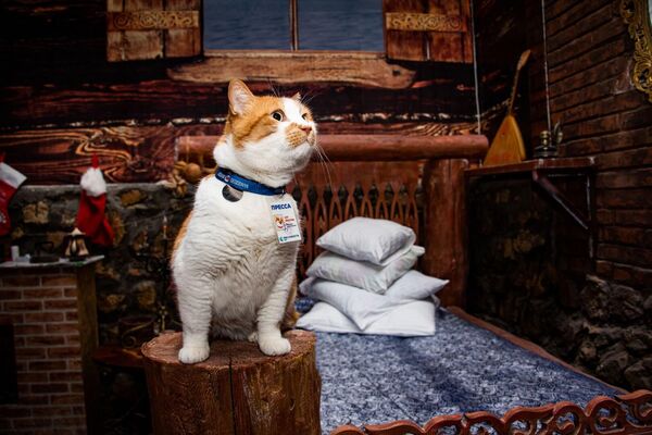 Где был, что видел: кот Мостик и его итоги года в 25 фотографиях 