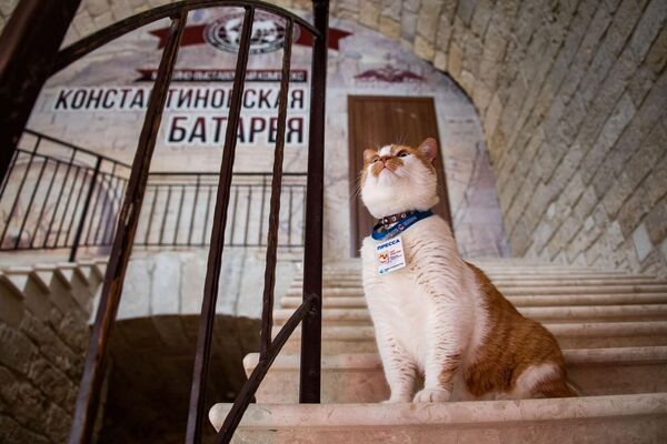 Где был, что видел: кот Мостик и его итоги года в 25 фотографиях 