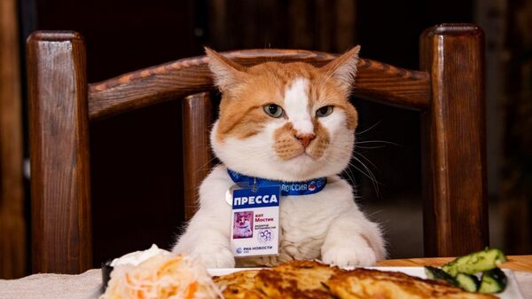 Кот Мостик готовит вместе с шеф-поваром белорусского ресторана