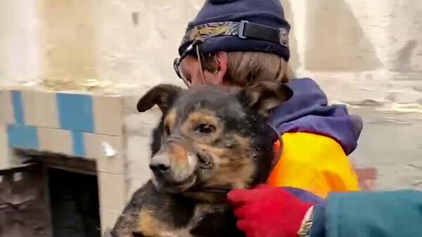 В Севастополе собака застряла между бетонными перекрытиями плит
