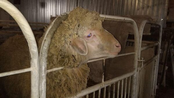 Крымские ученые выводят новый гибрид овец