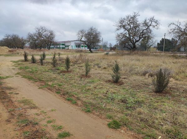 Высадка кипарисов в Черноморском район Крыма