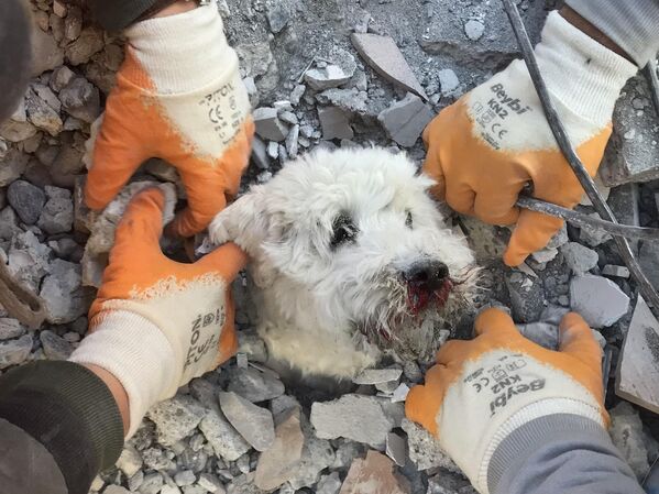 Спасатели извлекают собаку по кличке Памук из-под обломков рухнувшего здания в Хатае 9 февраля 2023 года, через три дня после сильного землетрясения