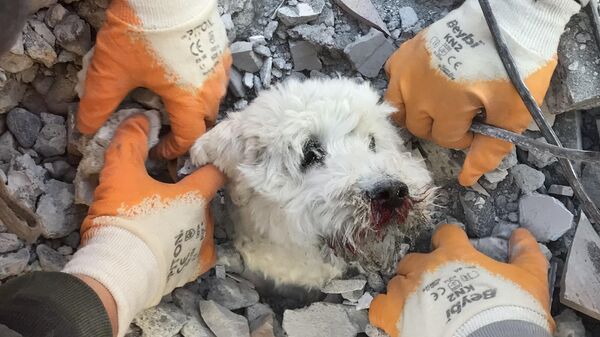 Спасатели извлекают собаку по кличке Памук из-под обломков рухнувшего здания в Хатае 9 февраля 2023 года, через три дня после сильного землетрясения