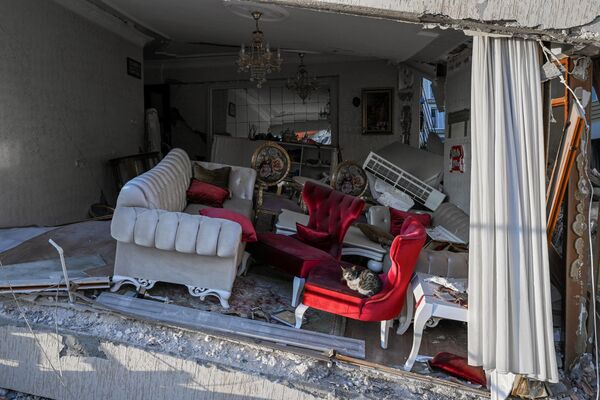 Кошка сидит на кресле в поврежденной гостиной рухнувшего здания в Хатае, Турция