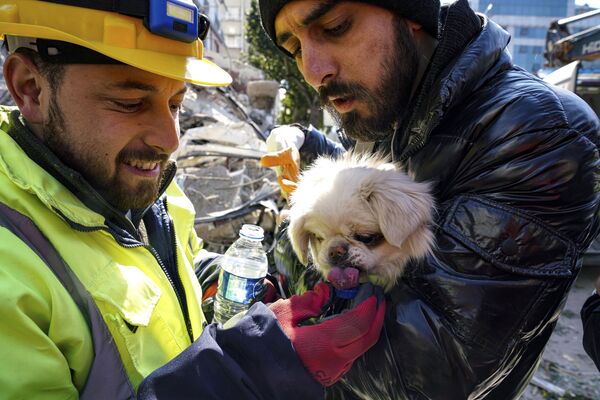 Спасатели дают воду собаке после спасательной операции в Хатае, Турция